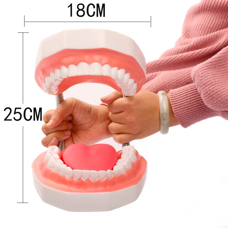 โมเดลฟัน 6 เท่า พร้อมแปรงสีฟัน ขนาดใหญ่ สําหรับการเรียนการสอน