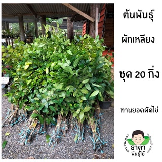 กิ่งตอนผักเหลียง ราชินีผักพื้นบ้าน ชุด20กิ่ง