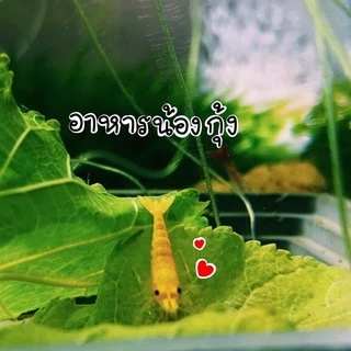 ใบหม่อน ปลอดสารพิษ100% อาหารกุ้ง หอย ปลากินพืช