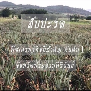 สับปะรดกวน เจ้าอร่อยจากประจวบ 1 กิโลกรัม ไม่ใส่น้ำตาล หวานอมเปรี้ยว เนื้อนุ่มละมุนลิ้น ทำไส้เบเกอรี่ก็อร่อย