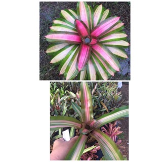 หน่อ-Neo yang# ต้นสับประรดสี  #bromeliad#ต้นไม้สวยงาม# ไม้ประดับ# ตกแต่งบ้าน#bromeliad# ไม้ประดับ# ไม้มงคล# ขายถูก