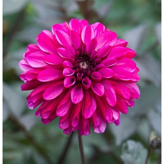 1 หัว/ออเดอร์ รักเร่ Dahlia สายพันธุ์ PROFUNDO หัวรักเร่