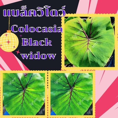 1 ต้น colocasia black widow บอนแบล็ควิโดว์ กระดูกใบสีดำคล้ายหน้ากากฟาโรห์ เด่น สวย ส่งแบบตัดใบออก สินค้าพร้อมจัดส่ง