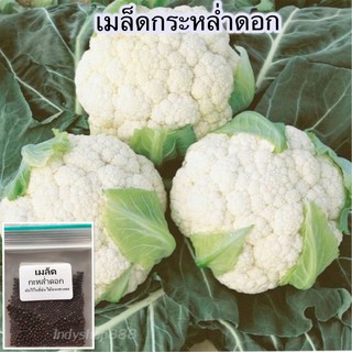 เมล็ดพันธุ์กะหล่ำดอก 100 เมล็ด [ 10 เเถม 1 คละได้ ]