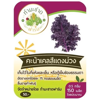 (เลือกชนิดได้) เมล็ดพันธุ์ คะน้าเคล Kale เคล ใบหยิก สการ์เล็ตเคล บลูเคล ไดโนเคล เคลไซบีเรียน เคลรัสเซียน เคลม่วง scarlet