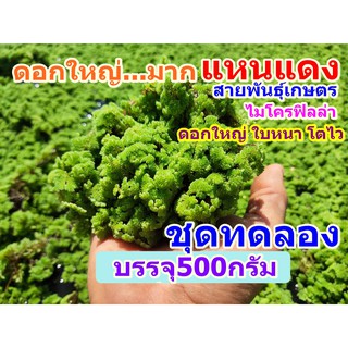 แหนแดง ดอกใหญ่ พันธุ์เกษตร (ไมโครฟิลล่า) บรรจุ500กรัม