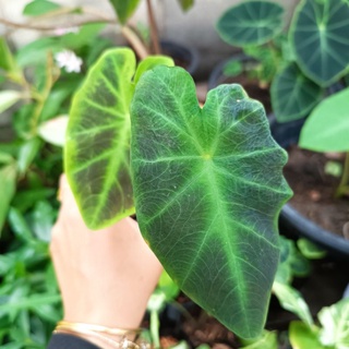 colocasia back beauty กระถาง 3 นิ้ว