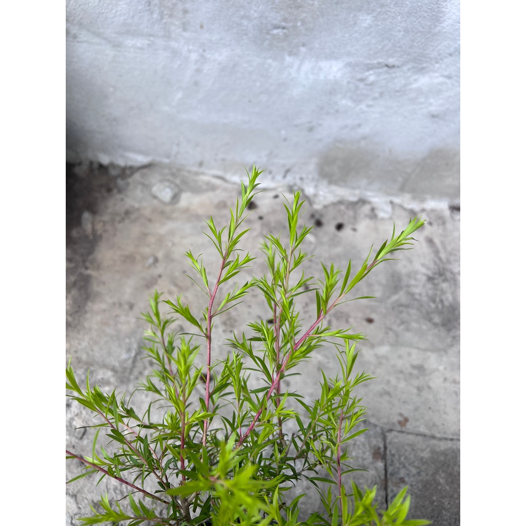 มุมมอง 2