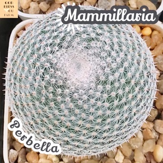 [แมมนกฮูกลูกใหญ่] Mammillaria Perbella ส่งพร้อมกระถาง แคคตัส Cactus Succulent Haworthia Euphorbia ไม้หายาก พืชอวบน้ำ