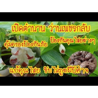 5 หัวสด/ออเดอร์ ว่านเพชรกลับ Boesenbergia thorelii