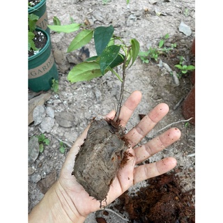 ต้นKadsura coccinea/Bufunaผลไม้รูปร่างคล้ายน้อยหน่าแต่ลูกใหญ่กว่าเป็นตระกูลเดียวกับน้อยหน่าเครือแต่รสชาติดีกว่า