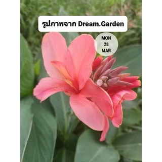 ถูกที่สุด🌷หน่อพุทธรักษา ไม้ดอกทนแดด ไม้ดอกสีสดใส ออกดอกทั้งปี ดูแลง่าย