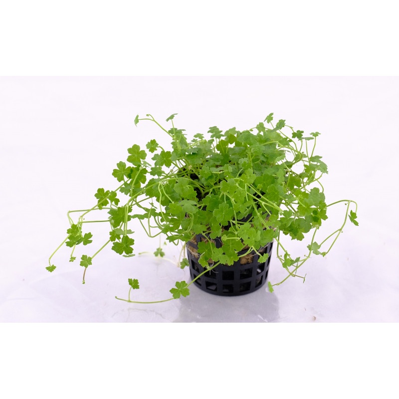 ต้นไม้น้ำ แว่นแก้วญี่ปุ่นจิ๋ว HYDROCOTYLE TRIPARTITA MINI