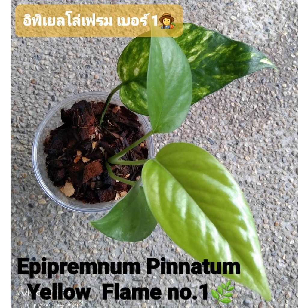 🌿Epipremnum Pinnatum Yellow Flame no.1🌿อิพิเยลโล่เฟรม 🌿