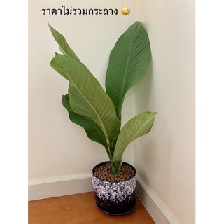 ต้นเศรษฐีวิลสัน (ใหญ่) ปลูกในบ้านฟอกอากาศ Patsorntree