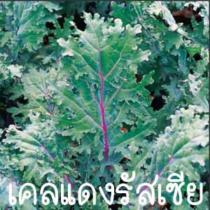 เคลแดงรัสเซีย ถูกที่สุด 10 บ. เมล็ดพันธุ์ red russian kale30เมล็ด ปลูกง่าย โตไว อยู่ได้นาน