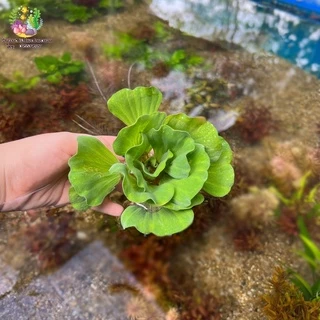 ดอกจอกกุหลาบ Wate lettuec🌸🌱
