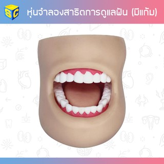 หุ่นจำลองฟัน สาธิตการดูแลฟัน แบบมีแก้ม