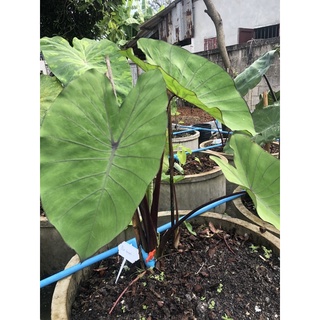 colocasia blue hawaii