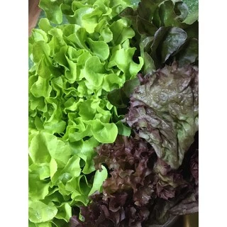 กรีนโอ๊ค เรดโอ๊ค ไฮโดรโปนิกส์ ปลอดสาร🥗 - ผักสลัด กรีนโอ๊ก เรดโอ๊ก กรีนโอก กรีนโอ้ก ผักผลไม้สด