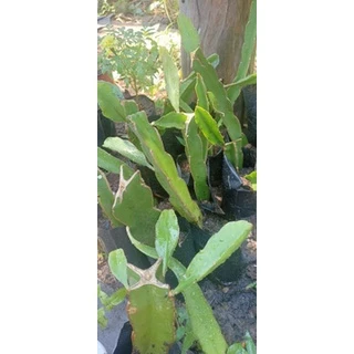 🌿กิ่งแก้วมังกรขาวแดงติดรากในถุงชำ🌿ผลไม้ชื่อมงคล🌿Dragon fruit+คู่มือแนะนำการปลูก