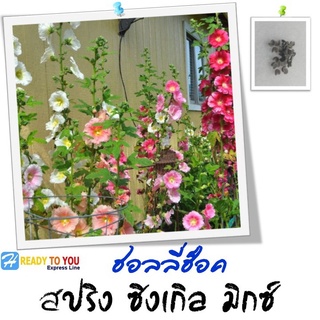 ฉัตรทอง (Hollyhock) ฮอลลี่ฮ็อค สปริง ซิงเกิล 25 เมล็ด (จาก Takii &amp; Co. Ltd.)