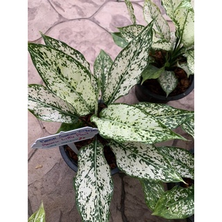 ต้นอโกลนีมา ต้นเพชรน้ำหนึ่ง Aglaonema sp. ‘Phetnamnueng ส่งพร้อมกระถางหรือถุงดำขนาด 6 นิ้ว