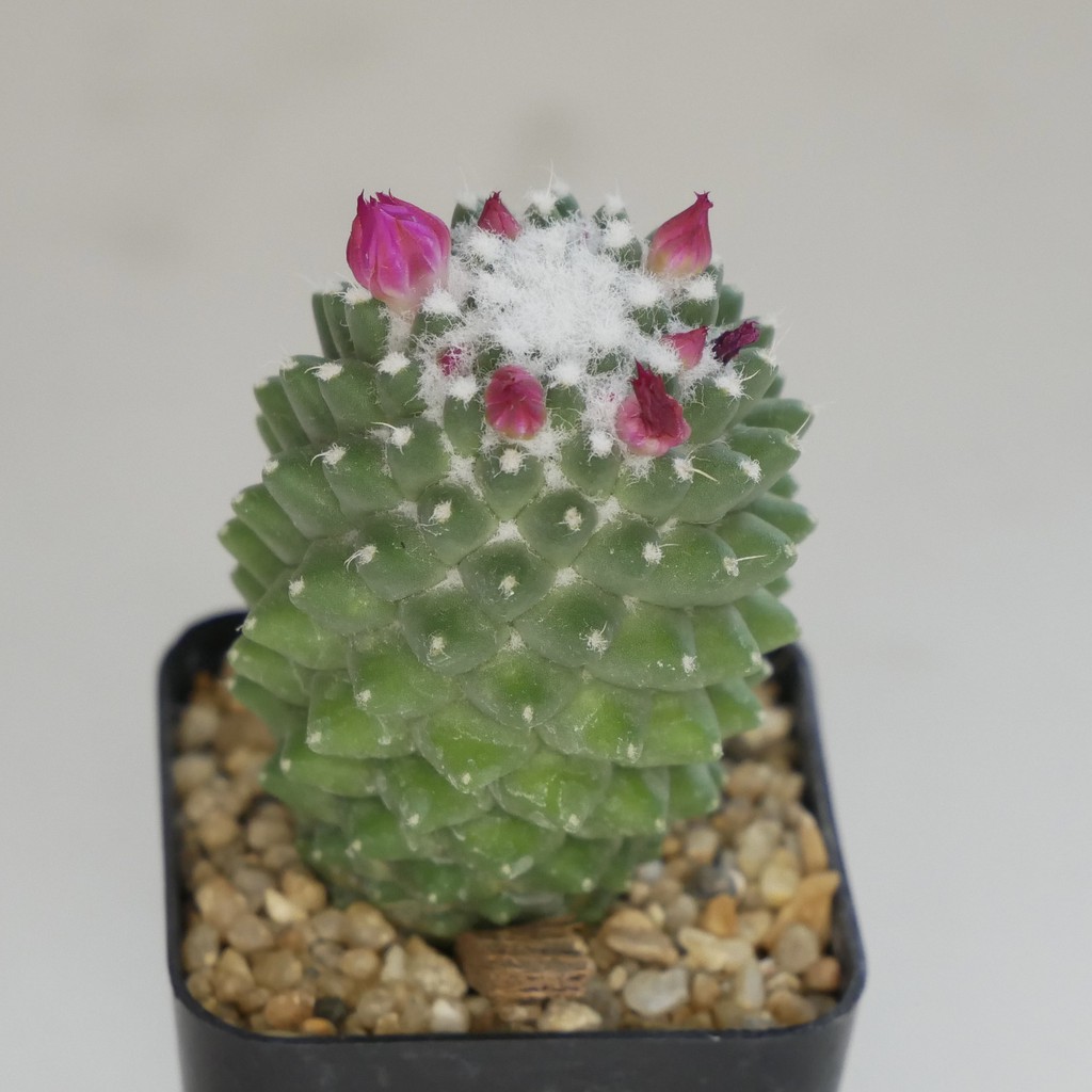 031 กระบองเพชร แมมเฮเลน หรือ Mammillaria Vagaspina Helen | Shopee Thailand