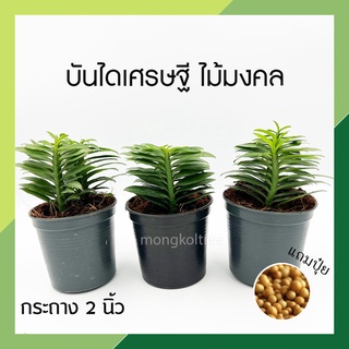 🌱ต้นบันไดเศรษฐี ไม้มงคลขนาดเล็ก กระถาง 3 นิ้ว (1 แพ็ก = 3 ต้น) 💥 แถมปุ๋ยฟรี💥  ต้นไม้มงคล ต้นว่านตีนตะขาบ เสริมโชคลาภ