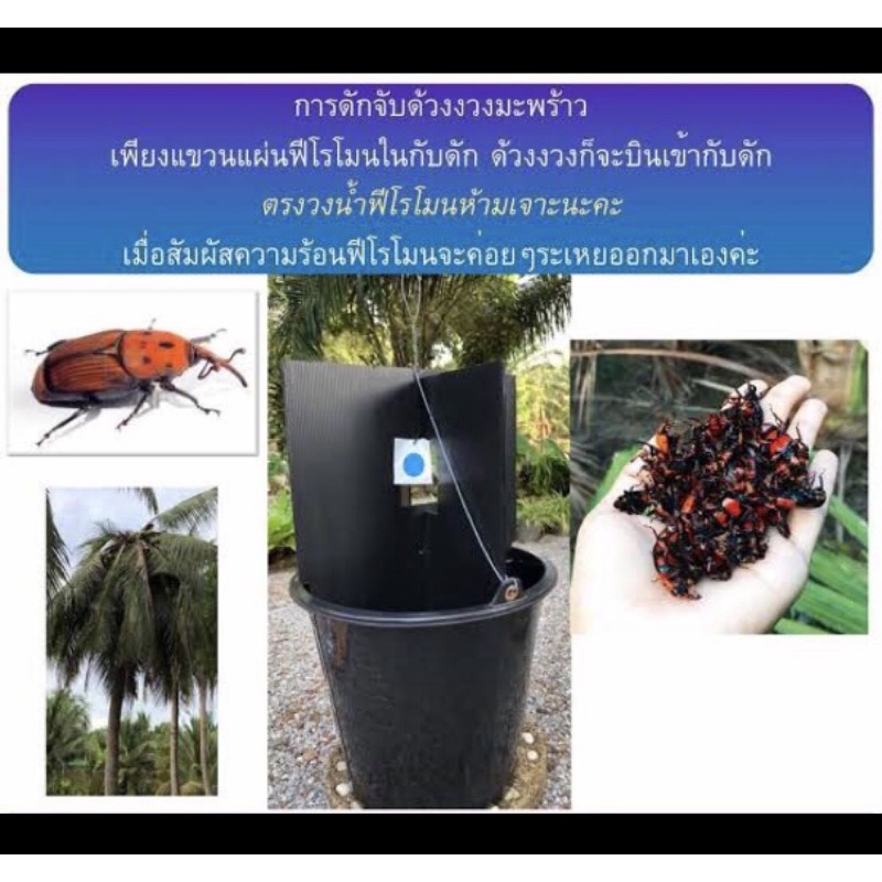 ใหม่ ‼️ชุดถังล่อด้วงงวง/ด้วงไฟ+น้ำยาฟีโรโมนล่อด้วงงวง/ด้วงไฟ ลูกค้าประกอบแล้วใช้งานได้ทันที