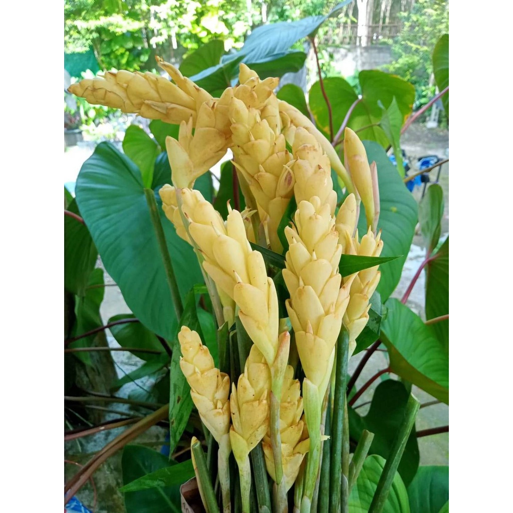 ขิงประดับ 6สีให้เลือก(เหง้า)ความงามที่กินได้ ขิงดอกขาว ขิงดอกเขียว ขิงดอกเหลือง ขิงไข่มุก ขิงกระต่าย