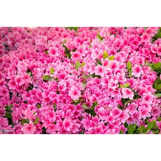 15 เมล็ดพันธุ์ กุหลาบพันปี ต้นโรโดเดนดรอน Azalea Rhododendron flower seeds อัตราการงอก 80-85%