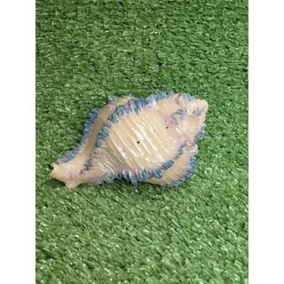 ของแต่งตู้ Seashell-D1