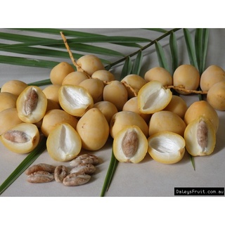 10 เมล็ด เมล็ดพันธุ์ อินทผาลัม (Date palm) จากต้นเพาะเนื้อเยื้อ สายพันธุ์ บาฮี เหลืองใหญ่