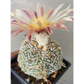 แอสโตร​ไฟตั้ม 6 พู วี #แคสตัส castus​ astrophytum แอสโตร แอสโตร​ไ​ฟตั้​ม แอสโตรไฟตัม แอสโตรวี super​