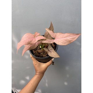 Syngonium pink 🌸 เงินไหลมาชมพู🌸