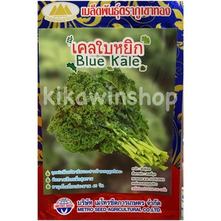 เมล็ดพันธุ์ เคลใบหยิก blue kale 100 เมล็ด