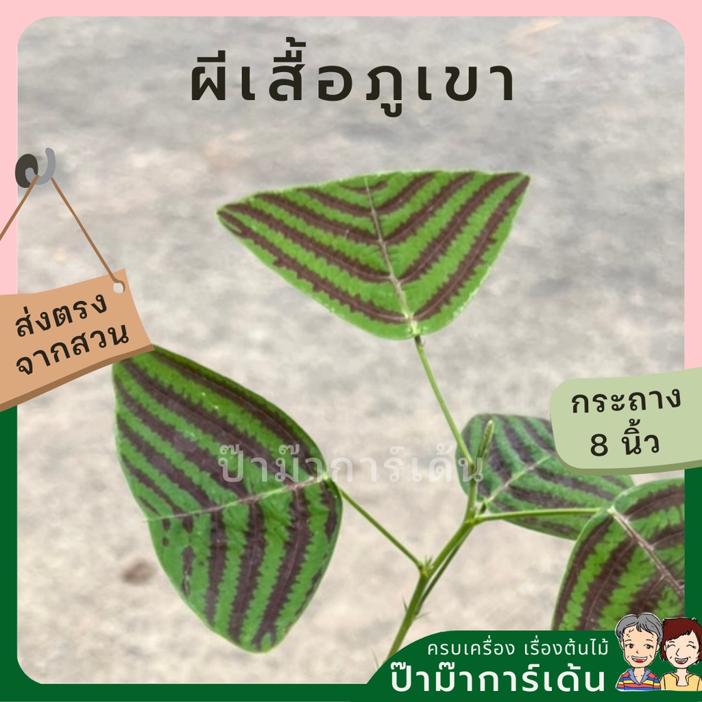 มุมมอง 2