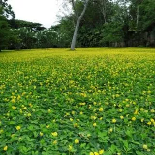 เมล็ดถั่วบราซิล 50 เมล็ด ตกเเต่งสวน คลุมหญ้า บำรุงดิน หญ้าจัดสวน