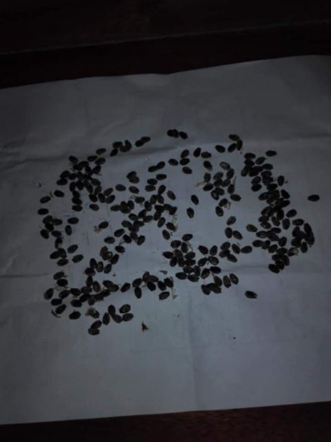 เมล็ดเสาวรสหวานโคลัมเบีย granadella เนื้อข้างในสีขาวรสชาติหวานหอมมากคล้ายลิ้นจี่ผสมน้ำผึ้งไม่ติดเปรี้ยว - รูปที่ 4