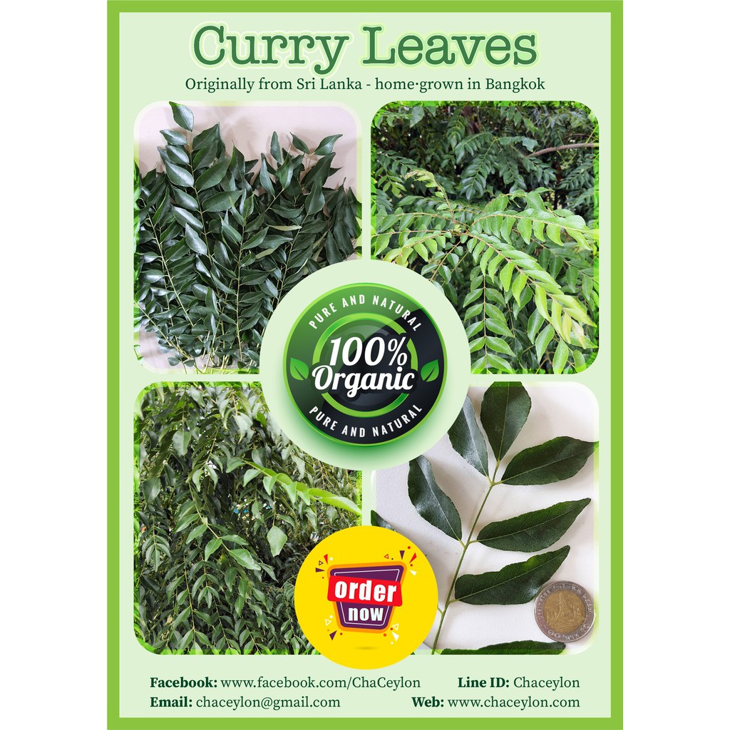 ใบแกงกะหรี่ ใบแกง ใบหัสคุณ ใบหอมแขก (Curry-Leaf) 25 กรัม