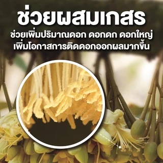 ปุ๋ยเคมี สูตร 8-24-24 ขนาด 1 กิโลกรัม ปุ๋ยบำรุงดอกไม้ เร่งดอก ดอกใหญ่ เร่งออกดอก มีสารเร่งดูดซึม
