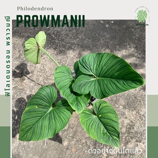 ฟิโลพราวมณี | ฟิโลเดนดรอน พราวมณี เอกวาดอ | Philodendron Prowmanii | ไม้ฟอกอากาศ | ไม้เขียวน่าสะสม | ไม้เขียวตัวแรร์