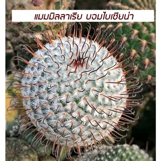 [ถูกที่สุด]แคคตัสแมมบอมไบเซียน่า Mammilalia Bombycina cactus succulent ไม้อวบน้ำ กระบองเพชร 3-4ซม. วัดไม่รวมหนาม