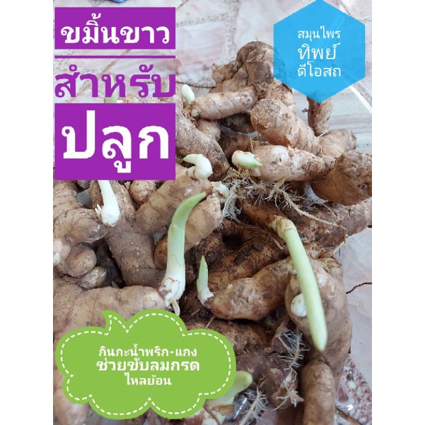 ขมิ้นขาวสำหรับเพาะปลูก1กก.