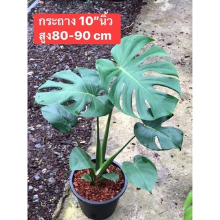 มอนสเตอร่าสูง80-90cmกระถาง10”philodendron,monstera,deliciosaไม้ฟอกอากาศ