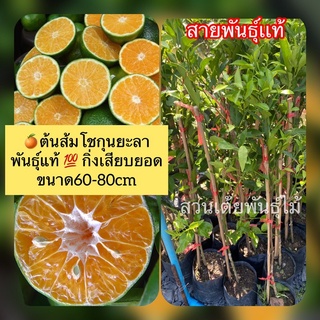 ต้นส้มโชกุน🍊ยะลาพันธุ์​แท้ 💯​ กิ่งเสียบยอด ขนาด60-80cm