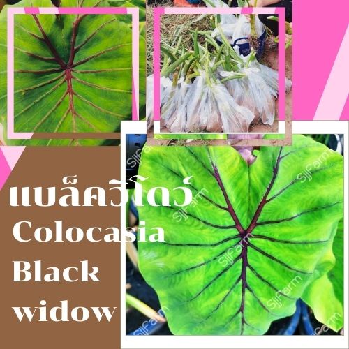 1 ต้น colocasia black widow บอนแบล็ควิโดว์ กระดูกใบสีดำคล้ายหน้ากากฟาโรห์ เด่น สวย ส่งแบบตัดใบออก สินค้าพร้อมจัดส่ง