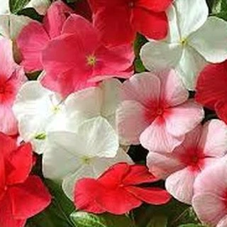 200เม็ด/ซอง เมล็ดแพงพวยฝรั่งคละสีปลูกง่ายมากทนทานสีสันเข้มสวยงามพุ่มเตี้ย