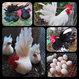 ไข่เชื้อไก่แจ้สายสวยงาม สำหรับนำไปฟัก ราคาต่อ1ฟอง